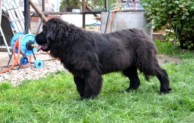 Фото: ньюфаундленд Ванилла Кока-Кола