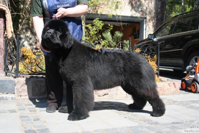 Фото: ньюфаундленд Skippers Open Arms