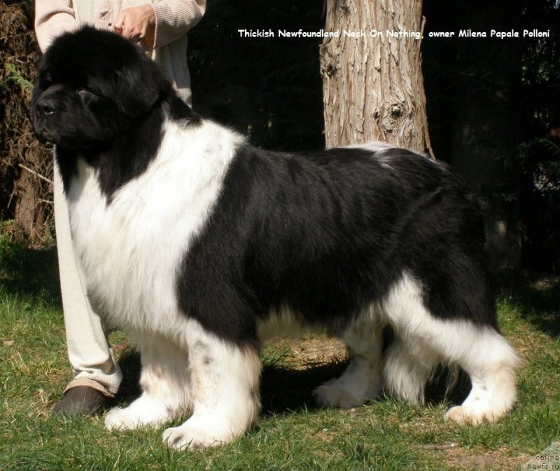 Фотография № 135292