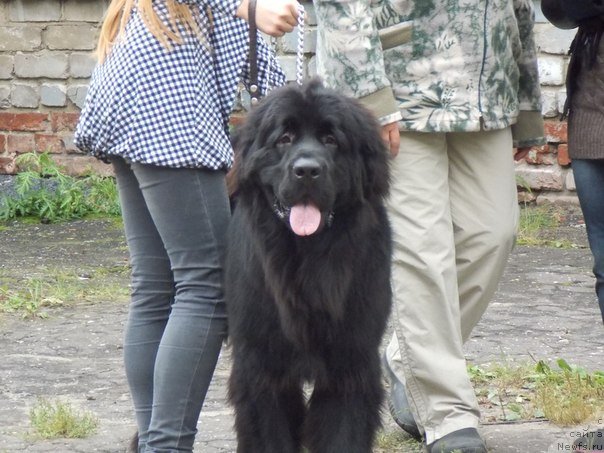 Фото: Алена Бубнова, ньюфаундленд Потап Олан