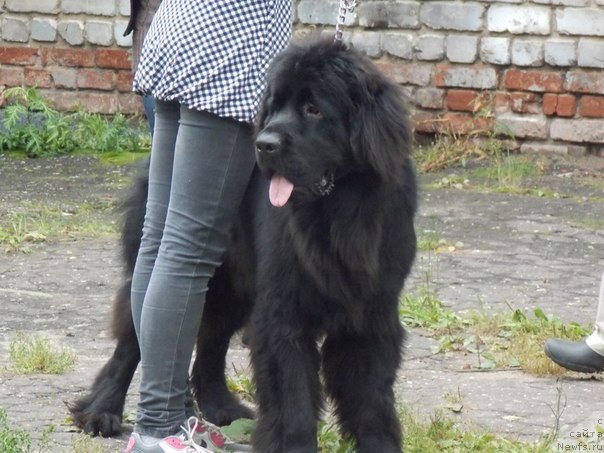 Фото: Алена Бубнова, ньюфаундленд Потап Олан