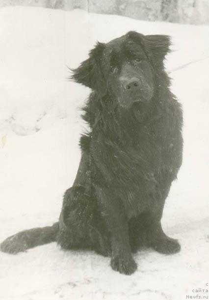 Фото: ньюфаундленд Икар Мацони