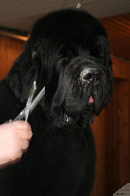 Фото: ньюфаундленд King of Helluland Valmont