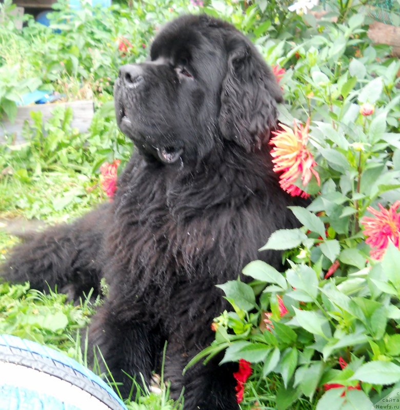 Фотография № 135301