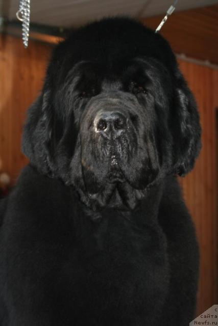 Фото: ньюфаундленд King of Helluland Valmont