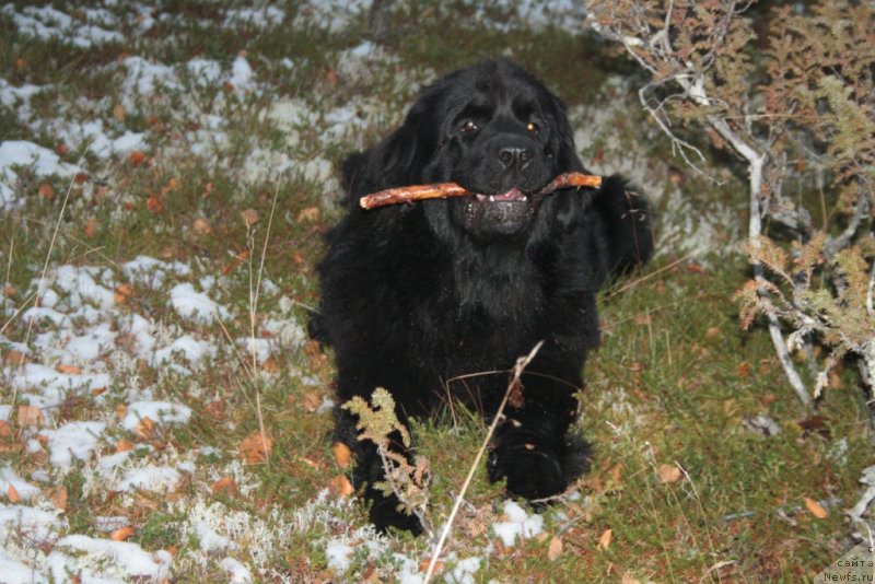 Фото: ньюфаундленд Neretum Tribe Xagrid
