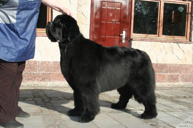 Фото: ньюфаундленд King of Helluland Valmont