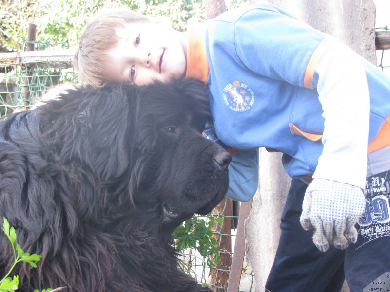 Фото: ньюфаундленд Bears Cove Lucky Break