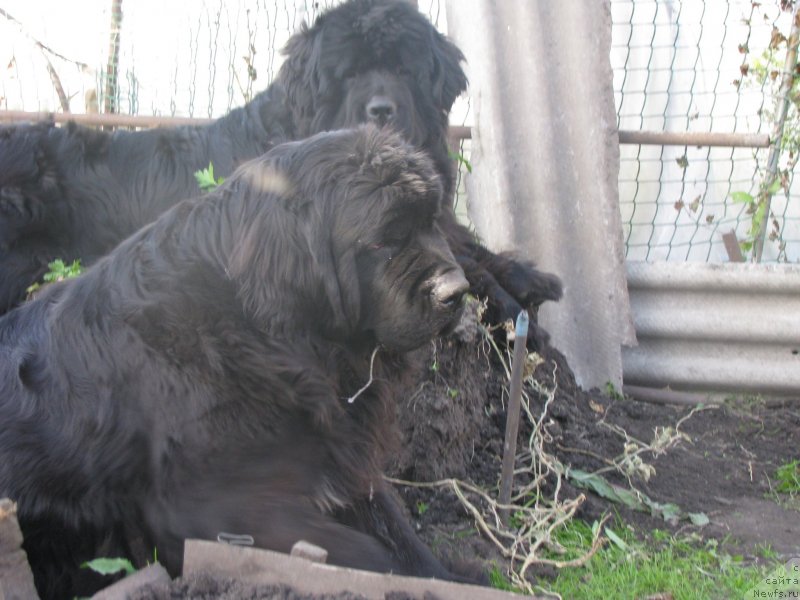 Фото: ньюфаундленд Transatlantika Nuo Ozo Kalvu, ньюфаундленд Bears Cove Lucky Break