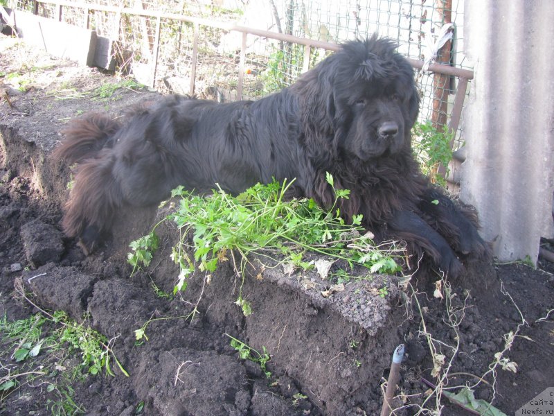 Фото: ньюфаундленд Bears Cove Lucky Break