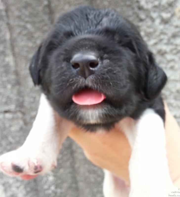 Фото: ньюфаундленд Эксклюзив Коннэкшен Ди Ди Бриджуотер (Exclusive Connection Dee Dee Bridgewater)