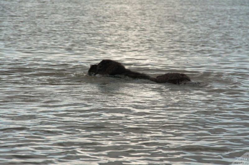 Фото: ньюфаундленд Пчёлкин Дом Восторг Души (Pchiolkin Dom Vostorg Dushi)