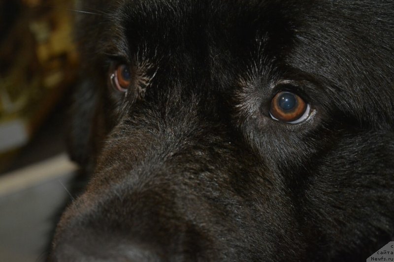 Фото: ньюфаундленд Ван Лен Тайм Олдер