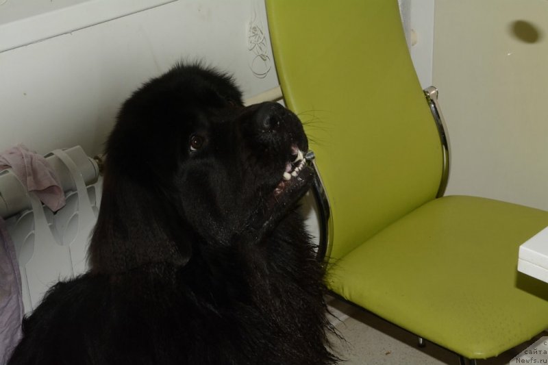 Фото: ньюфаундленд Ван Лен Тайм Олдер