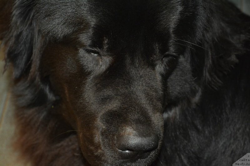 Фото: ньюфаундленд Ван Лен Тайм Олдер