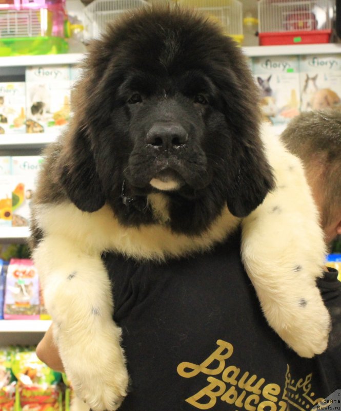 Фото: ньюфаундленд Би Перфект Волшебная Сказка