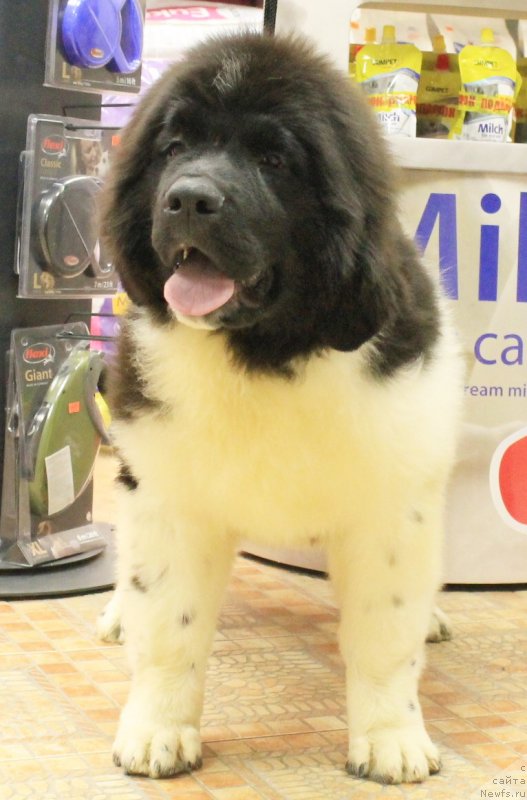 Фото: ньюфаундленд Би Перфект Волшебная Сказка