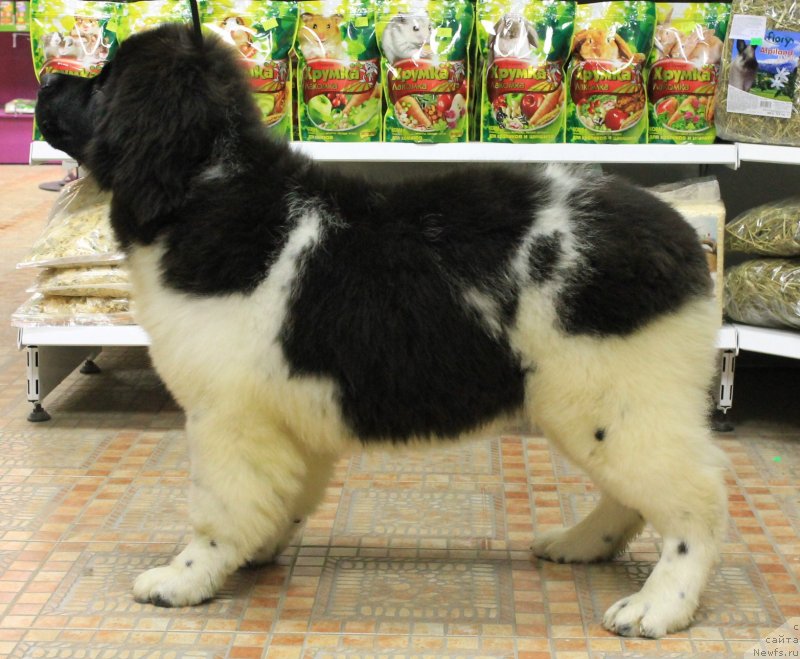 Фото: ньюфаундленд Би Перфект Волшебная Сказка