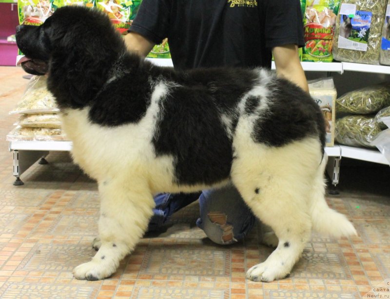 Фото: ньюфаундленд Би Перфект Волшебная Сказка