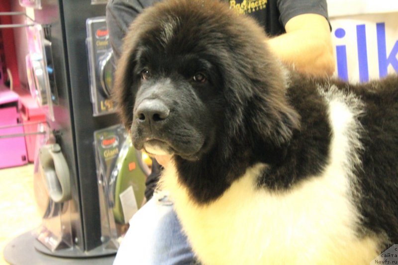 Фото: ньюфаундленд Би Перфект Волшебная Сказка