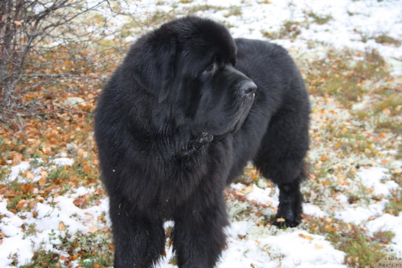 Фото: ньюфаундленд Бегущая по Волнам Зеро Коол