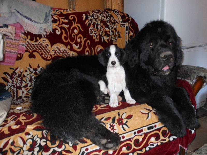 Фото: ньюфаундленд Ньюфорт Цена Успеха