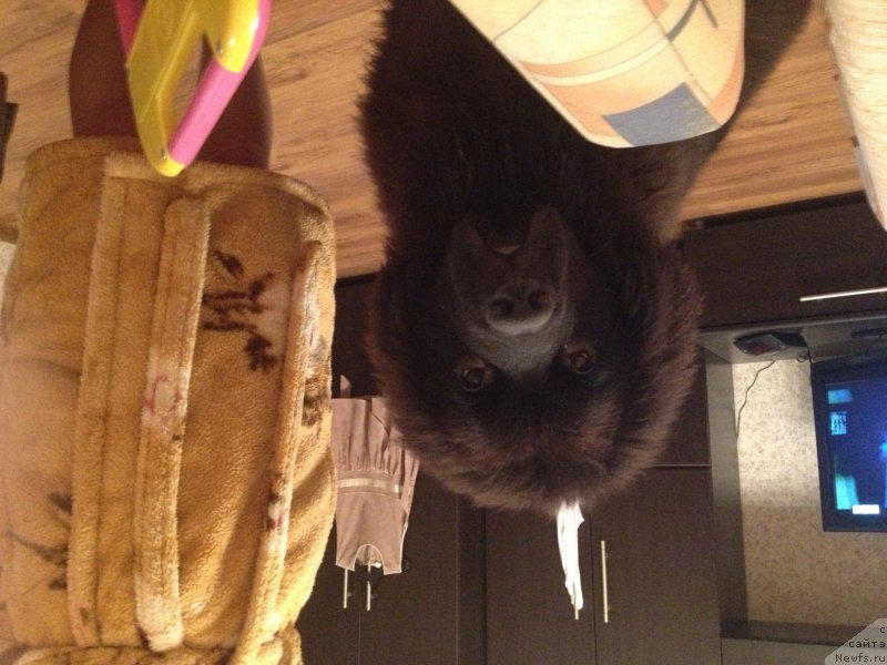 Фото: ньюфаундленд Лаймар Сейнари