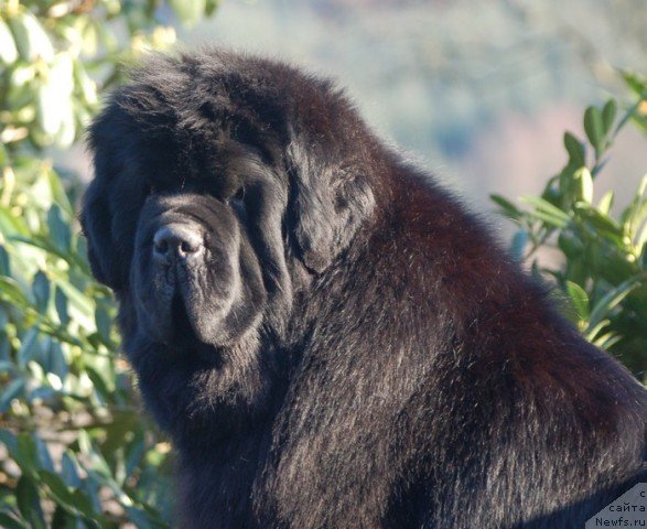 Фотография № 135362