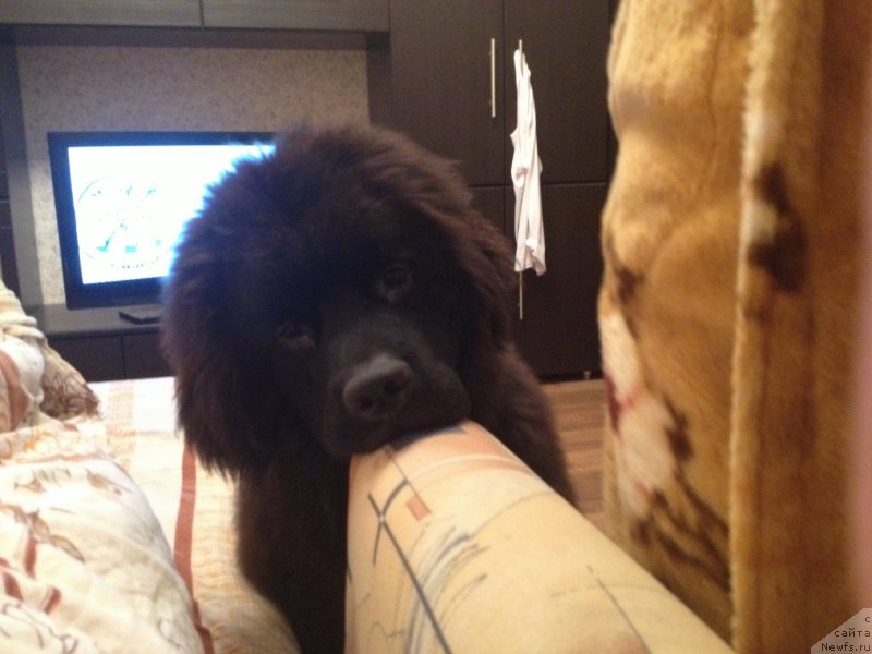 Фотография № 135364