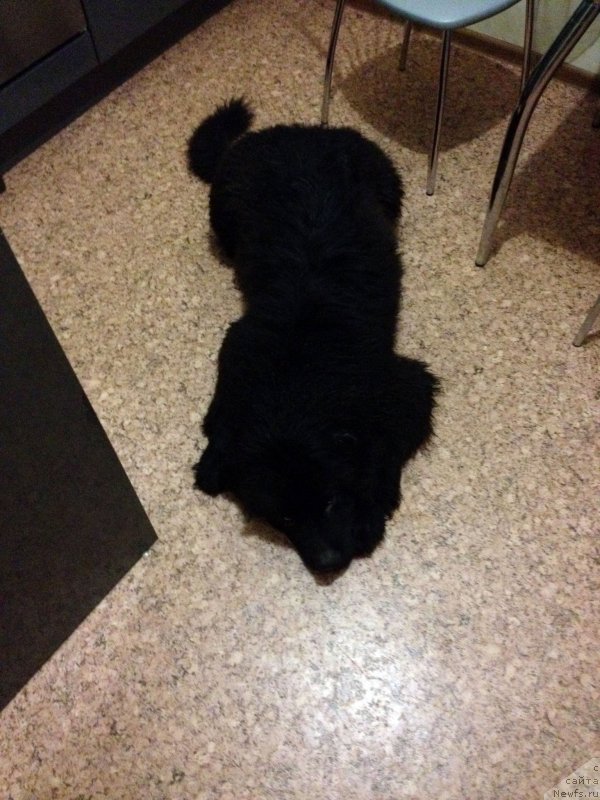 Фото: ньюфаундленд Лаймар Сейнари