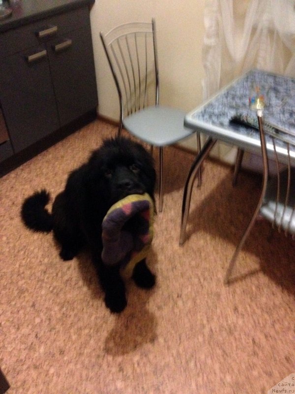 Фото: ньюфаундленд Лаймар Сейнари