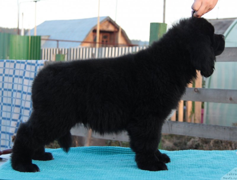 Фото: ньюфаундленд Аквиан Сонг Ларс Бергер (Akvian Song Lars Berger)