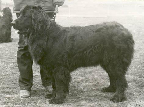 Фото: ньюфаундленд Женетта Жакольд