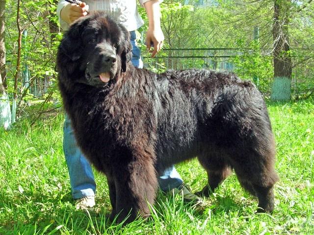 Фото: ньюфаундленд Дубравушка из Царства Медведей