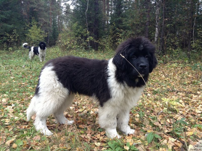 Фото: ньюфаундленд Аквиан Сонг Кроун Роял