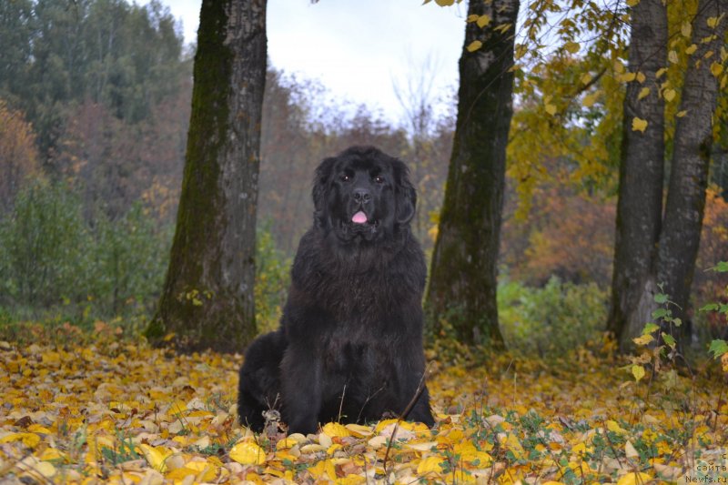 Фото: ньюфаундленд Акватория Келвин Шарлиз (Aquatoriya Kelvin Sharliz)