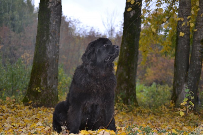 Фото: ньюфаундленд Акватория Келвин Шарлиз (Aquatoriya Kelvin Sharliz)