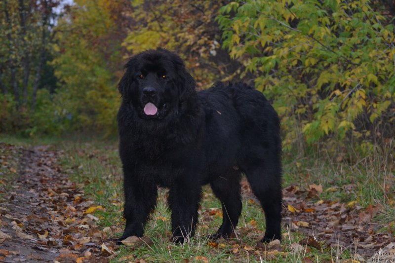 Фото: ньюфаундленд Акватория Келвин Шарлиз (Aquatoriya Kelvin Sharliz)