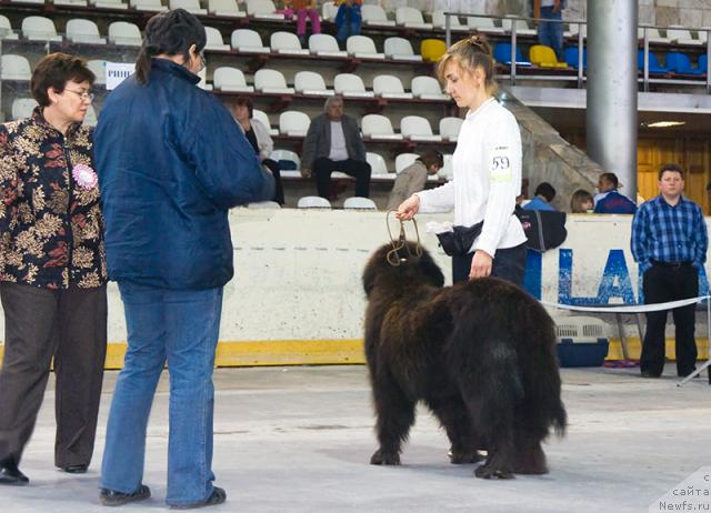 Фото: ньюфаундленд Тереза