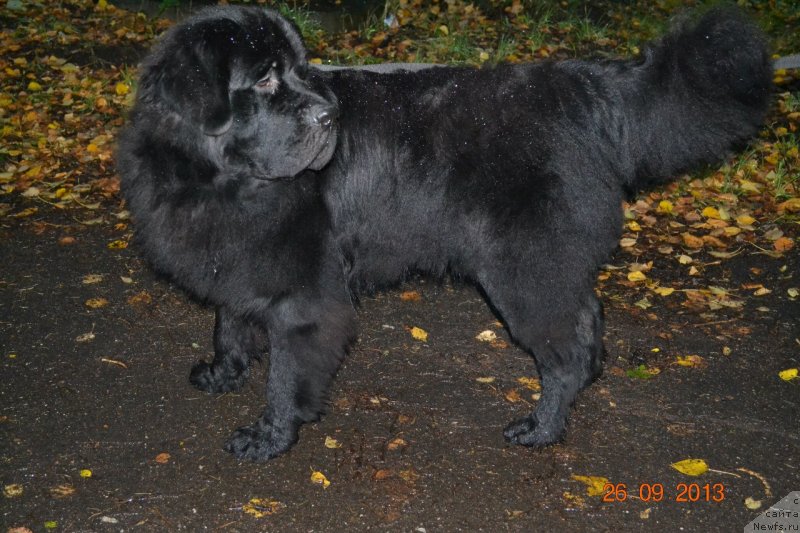 Фото: ньюфаундленд Ютуб Фор Ю