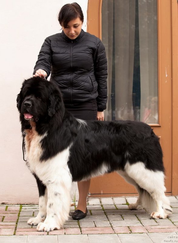 Фото: ньюфаундленд Плюшевая Панда Уильям Венценосный (Plushevaya Panda Uiljam Venzenosnyj)