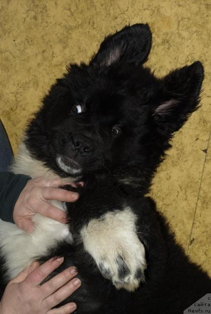 Фото: ньюфаундленд Питерньюф Жить Хорошо (Piternyuf Zhit' Horosho), Светлана Шувалова, Светлана