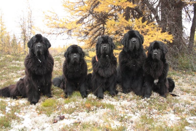 Фото: ньюфаундленд Глория Гранд Блек, ньюфаундленд Янтарная Мечта, ньюфаундленд Fortuna of Giant's Island, ньюфаундленд Бегущая по Волнам Зеро Коол, ньюфаундленд Neretum Tribe Xagrid