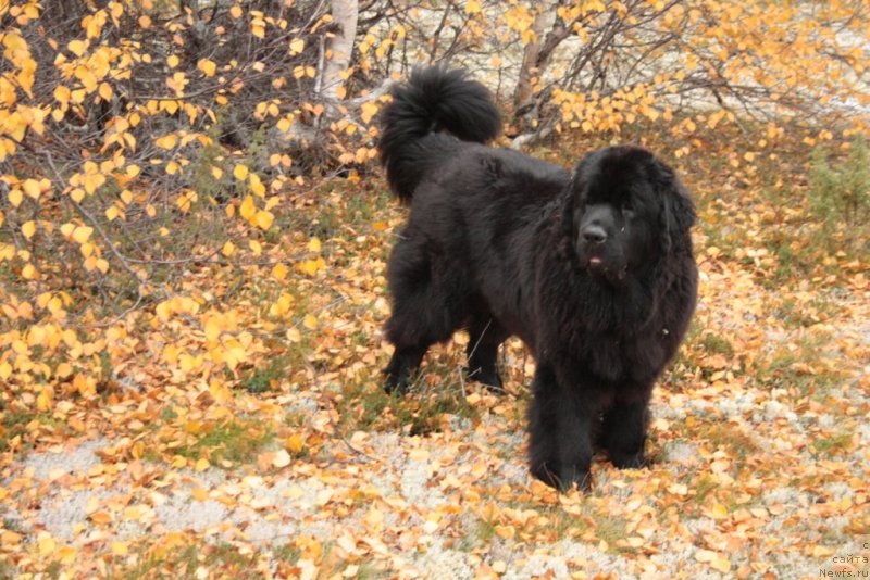 Фото: ньюфаундленд Янтарная Мечта