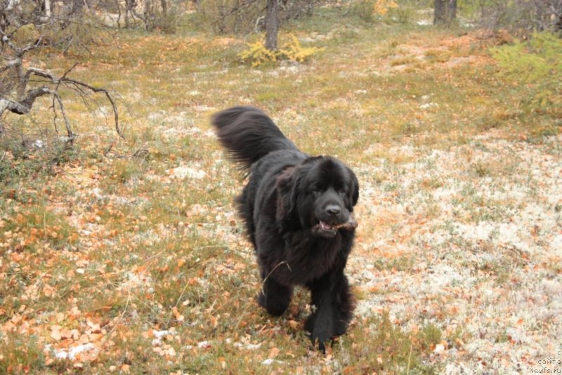 Фото: ньюфаундленд Янтарная Мечта