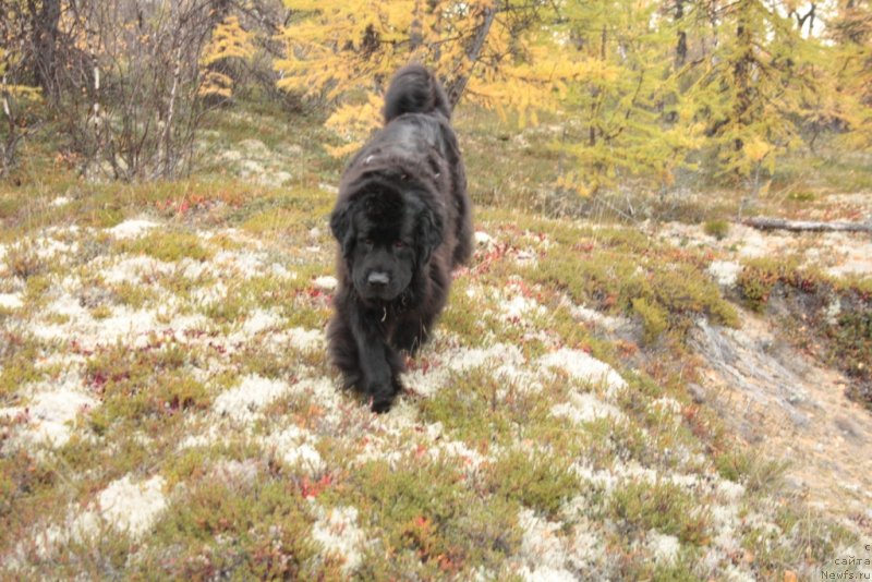 Фото: ньюфаундленд Глория Гранд Блек