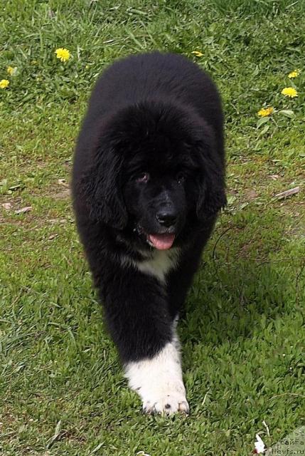 Фото: ньюфаундленд Питерньюф Жить Хорошо (Piternyuf Zhit' Horosho), Светлана Шувалова, Светлана