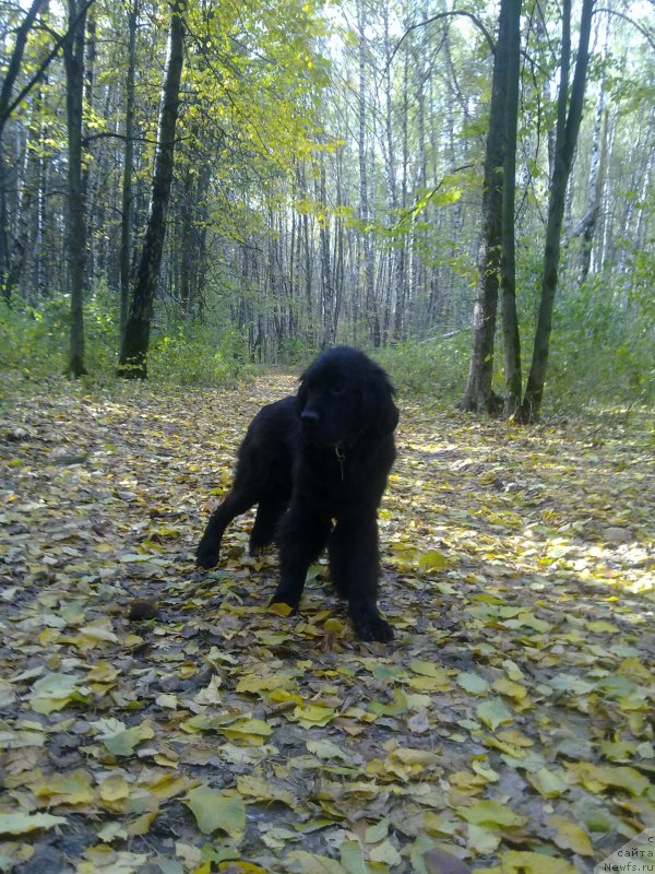 Фото: ньюфаундленд Черный Чанк с Берега Дона (Chernyj Chank s Berega Dona)
