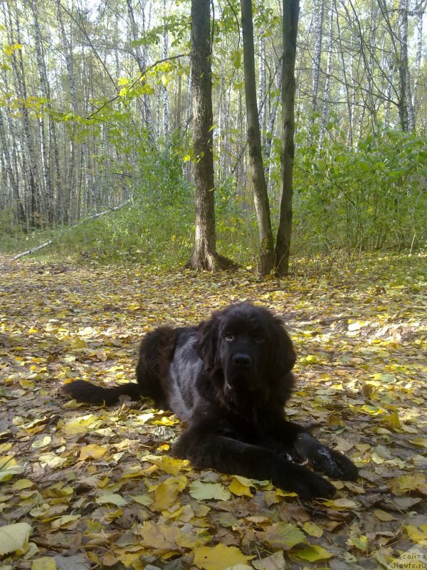Фото: ньюфаундленд Черный Чанк с Берега Дона (Chernyj Chank s Berega Dona)