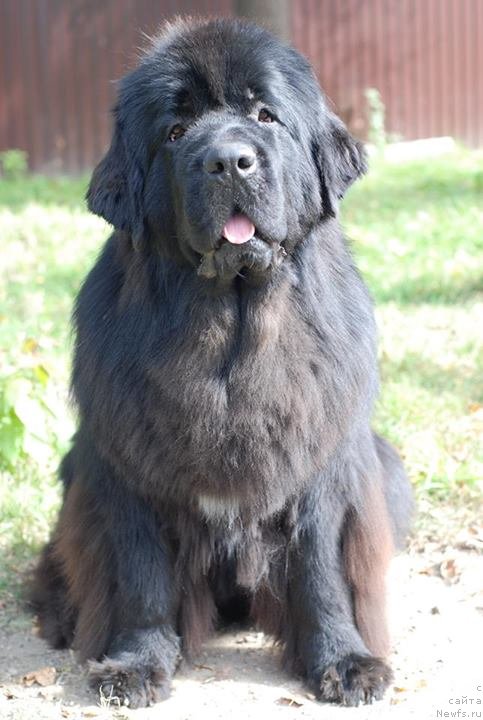 Фото: ньюфаундленд Акватория Келвин Онли Лав (Aquatoriya Kelvin Only Love)